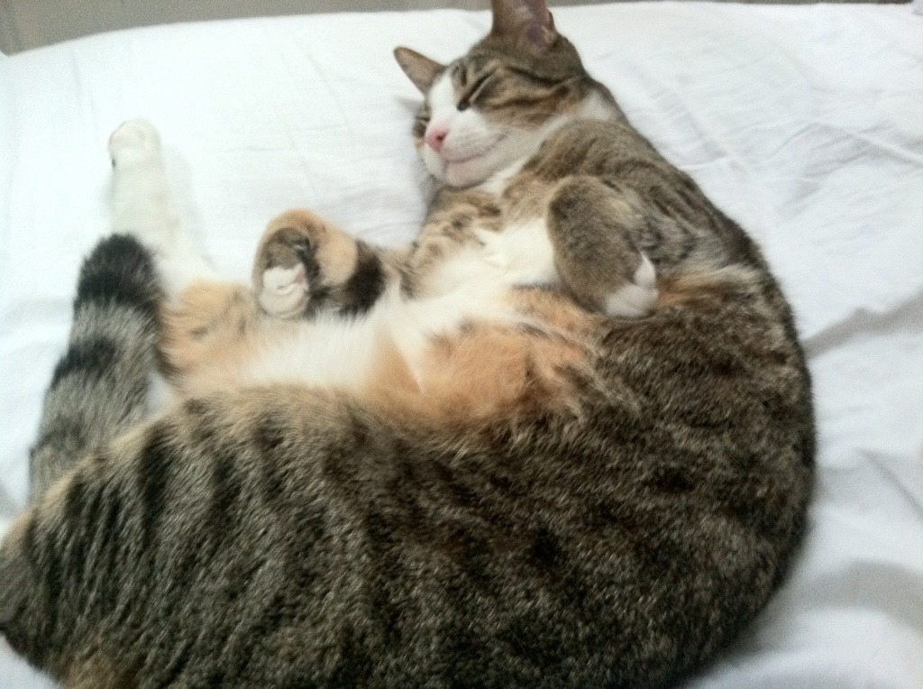 球迷狂欢节：全球各地的重要足球庆典，足球球迷欢呼