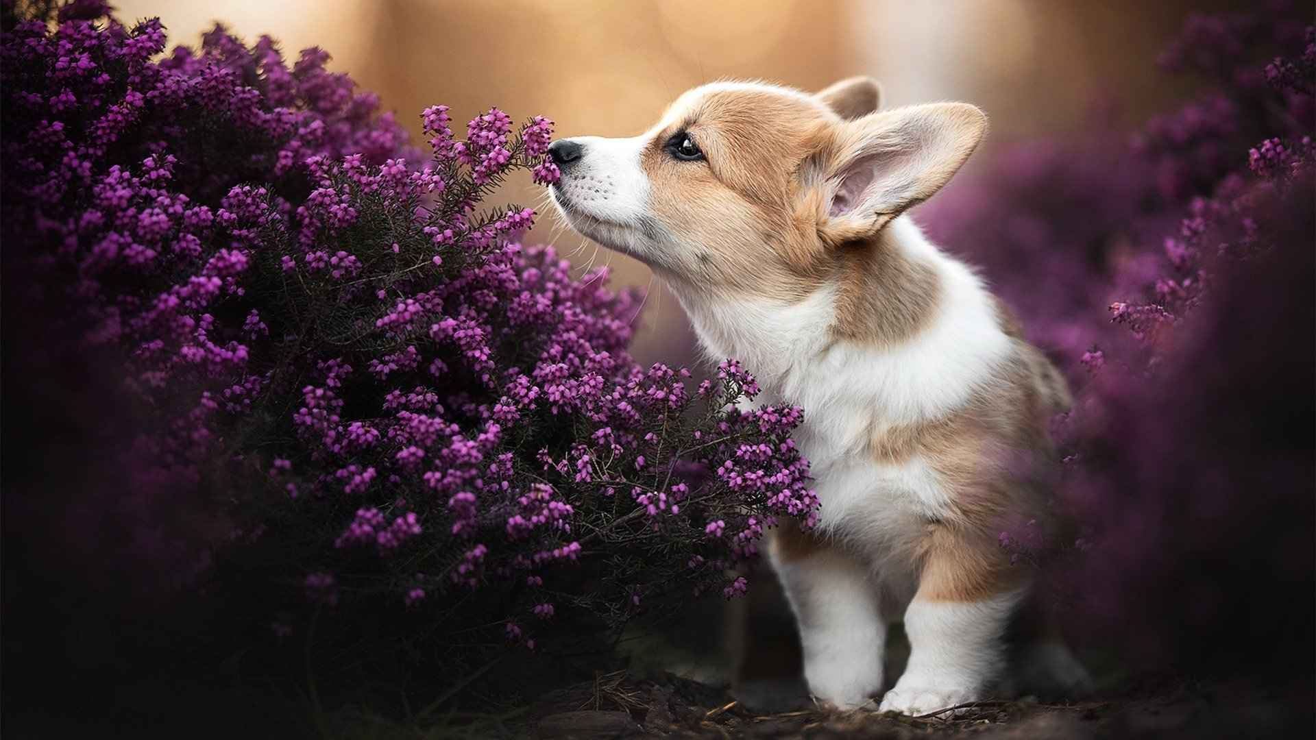 职业体育联赛社会责任实践路径研究，职业体育联赛有些啥