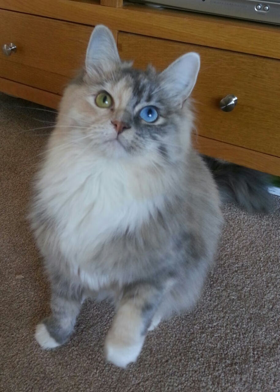 加拿大队的未来:如何通过全方位支持,培养世界级球员,加拿大足球队怎么样