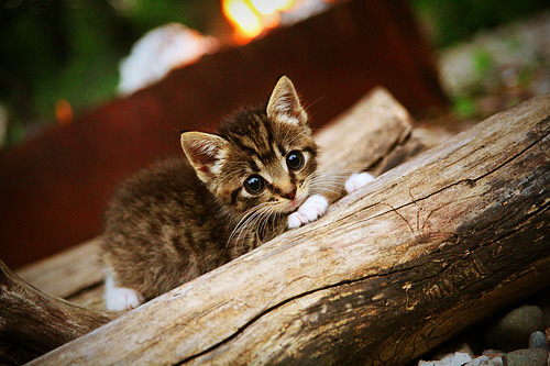 国家队战术风格为何随教练更迭频繁，国家队的训练都是封闭的吗