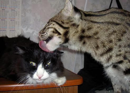 九游娱乐(jiuyou)官网-国际赛制改动增强了乒乓赛事的多样性，国际乒乓球比赛由国际乒乓球联合会主办