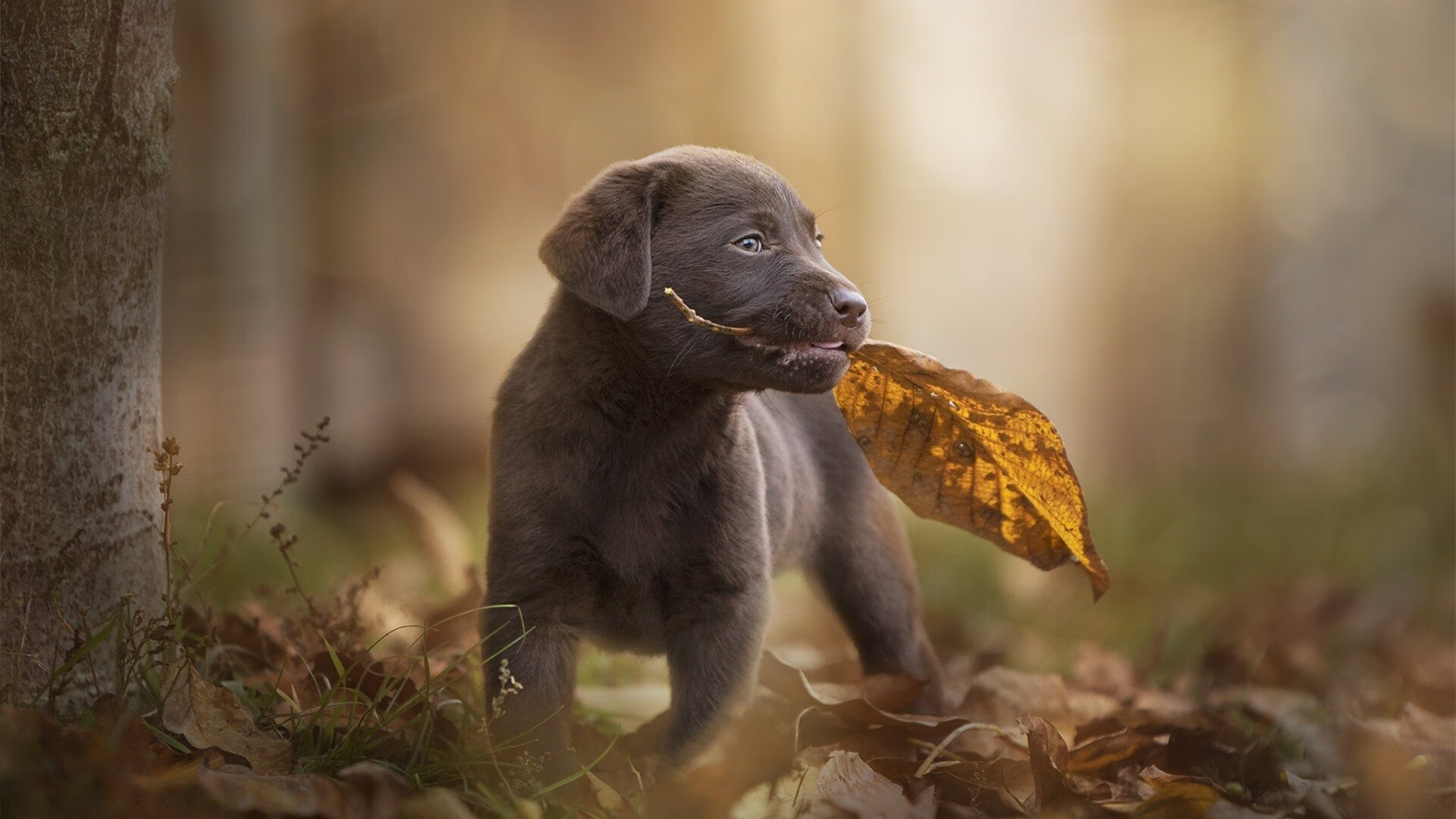 对阵科威特逆转取胜,比分 86‑74 延续连胜