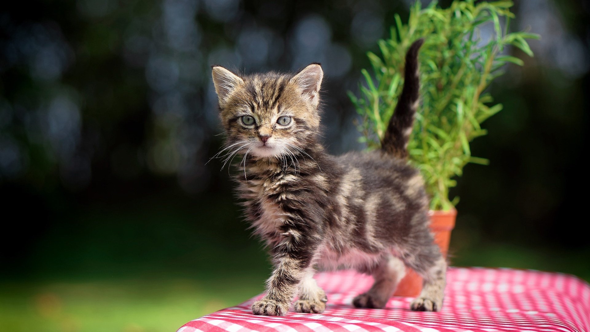 球队平均得分79分，对手95.2分，净负16.2，球队得分算加时吗