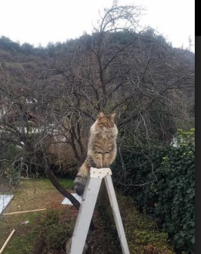 “安赫尔·巴尔博萨的全面能力与比赛经验,推动美洲狮队成为世界级强队”