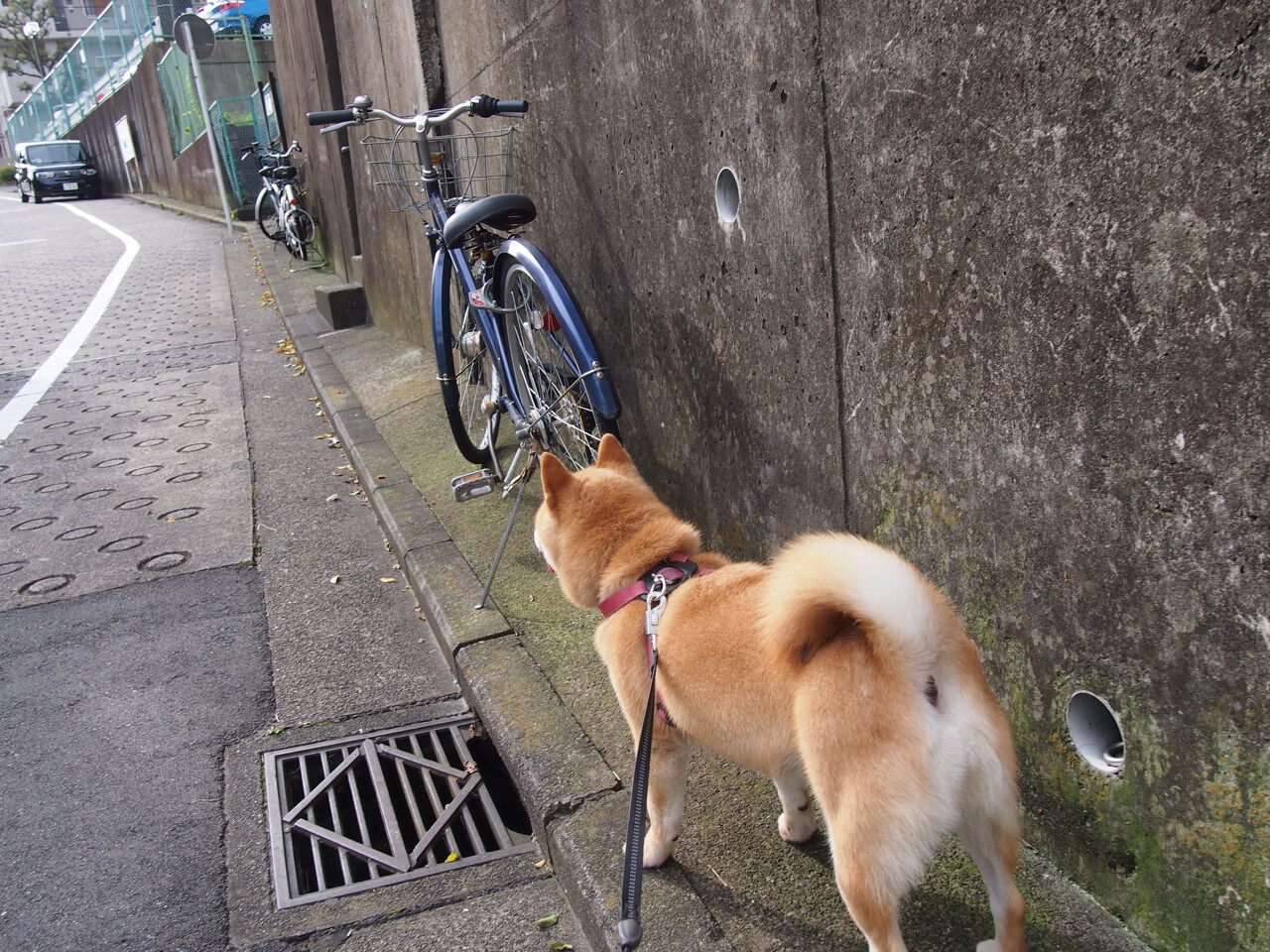 乔纳·隆戈:全黑队力量与速度的完美结合,乔纳莱勒简历