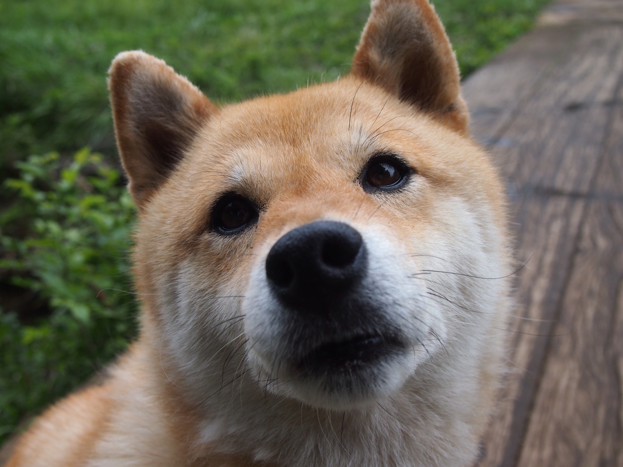 德甲激情反击：速度与力量的极致碰撞！，德甲 打架