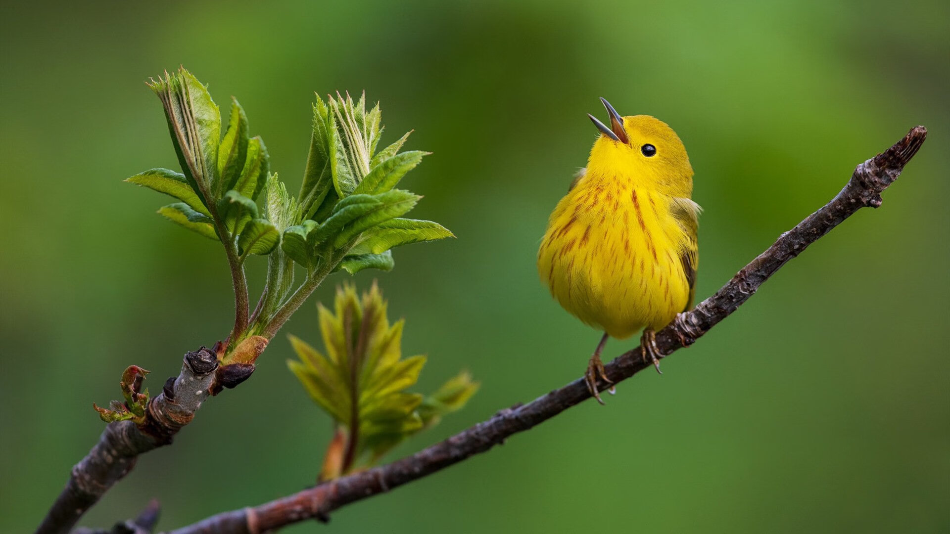 英格兰男子橄榄球队再成焦点，英格兰橄榄球国家队