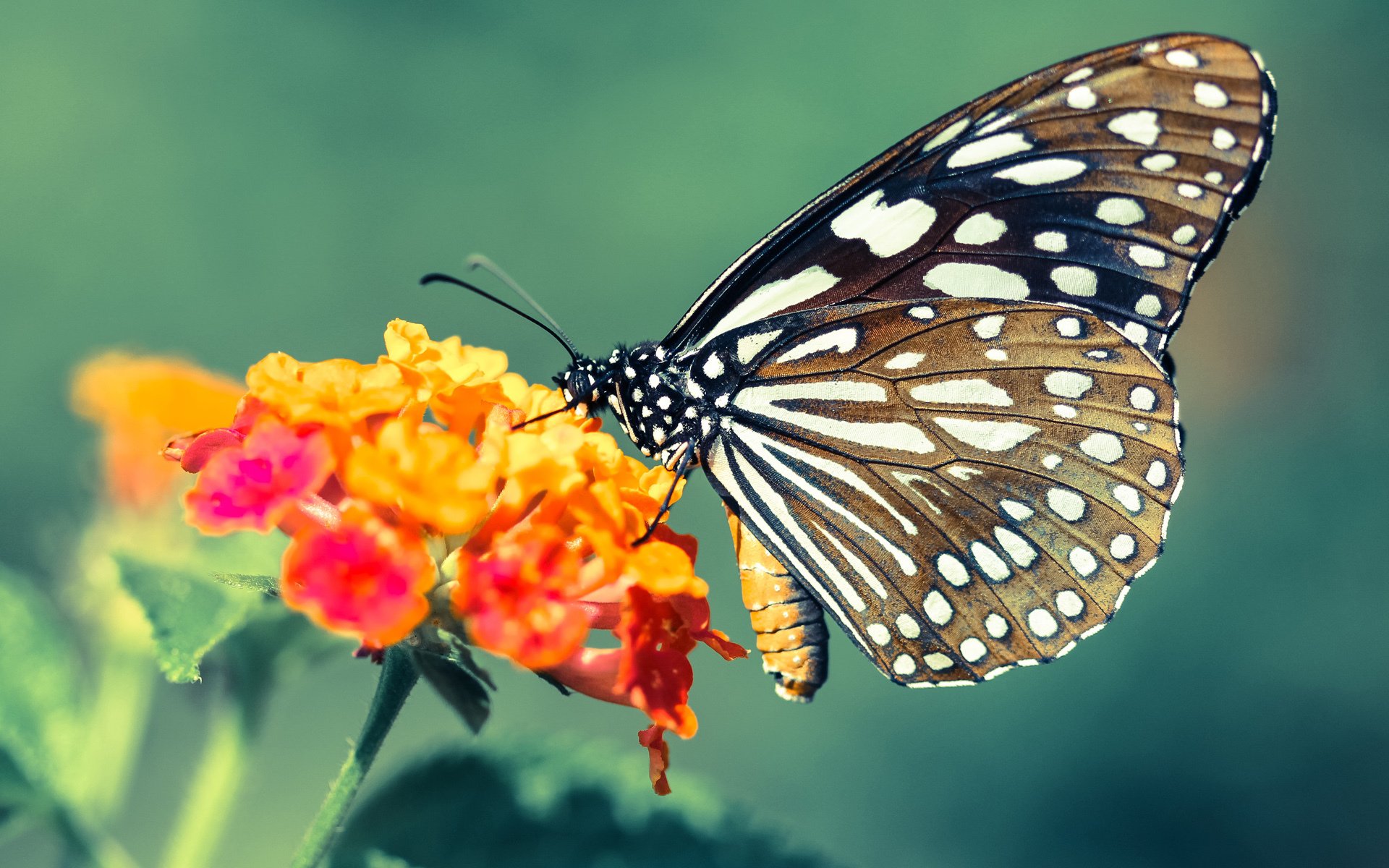 道格拉斯用速度与技巧双剑合璧，道格拉斯属于什么水平